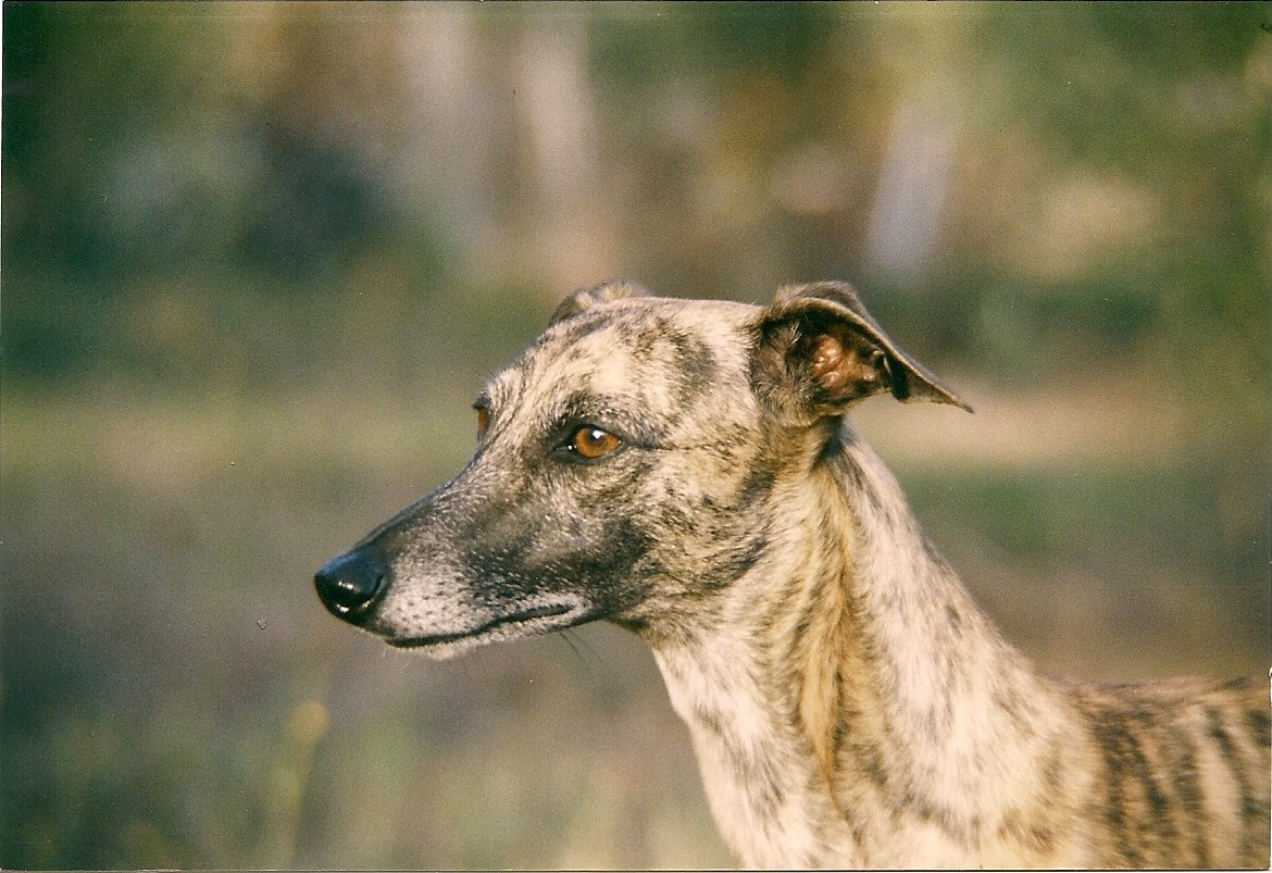 Longo maï de lei  picouren