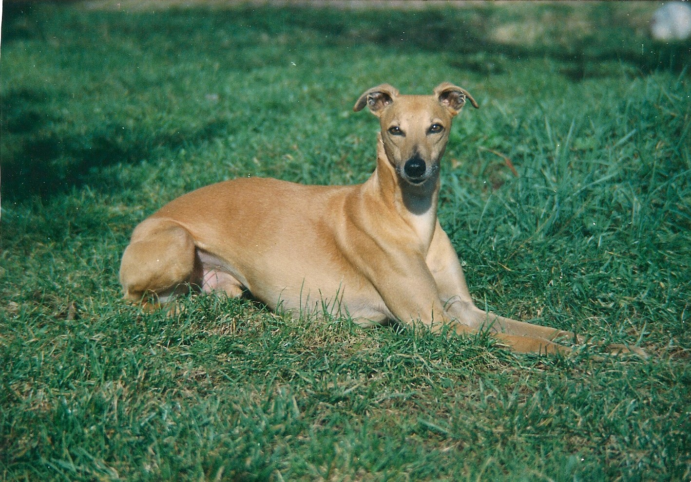 Esterlin de lei  picouren